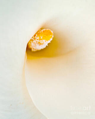 Designs Similar to Calla Lilly by Bill Gallagher