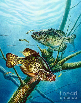 Panfish Art Prints for Sale - Fine Art America