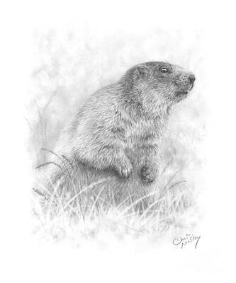  Drawing - Marmot by Chris Mosley