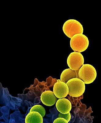 Staphylococcus Photos