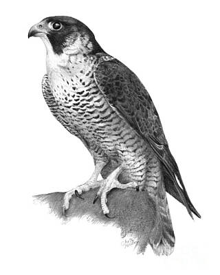  Drawing - Peregrine Falcon by Chris Mosley