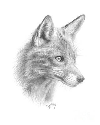  Drawing - Red Fox by Chris Mosley