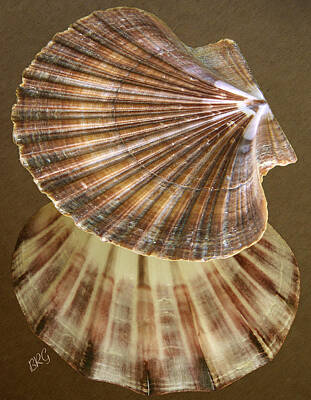 Designs Similar to Seashells Spectacular No 54