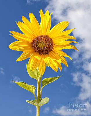 Designs Similar to Sunny Sunflower by Joshua Clark