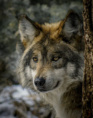 Mexican Gray Wolf Digital Art