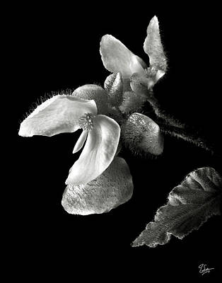 Designs Similar to Begonia in Black and White