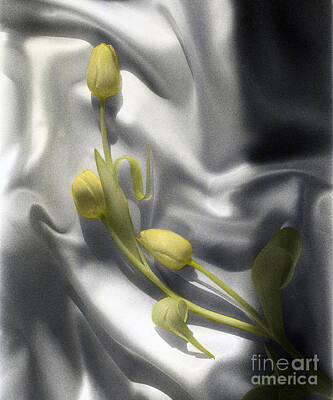 Genus Tulipa Art