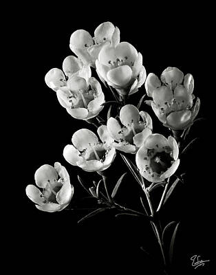 Designs Similar to Wax Flowers in Black and White