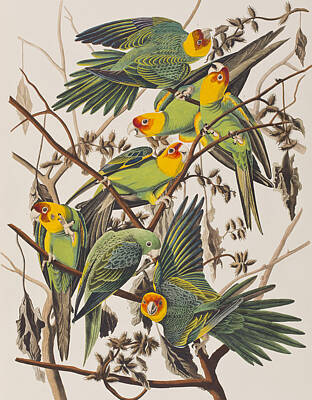 Parakeet Paintings
