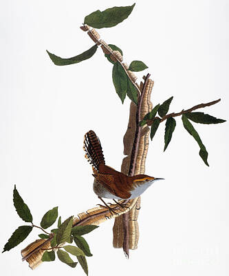 Designs Similar to Audubon: Wren, (1827-38)