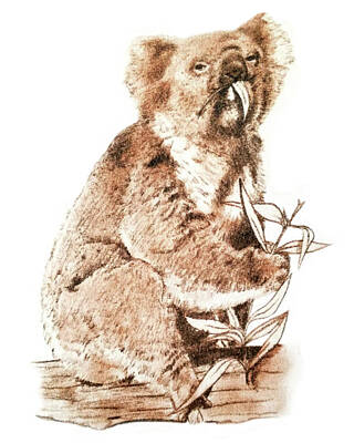  Drawing - Koala by Murry Whiteman
