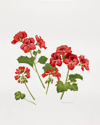 Designs Similar to Pelargonium Geranium