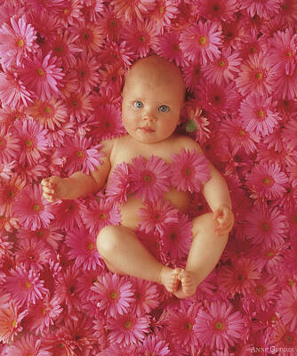 Designs Similar to Pink Daisies by Anne Geddes