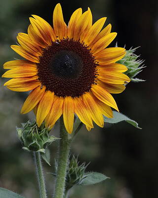  Photograph - Sunflower by John Moyer