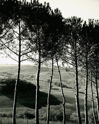  Photograph - Trees of Italia by Best Captured