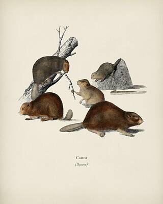 Beaver By Water Art Prints