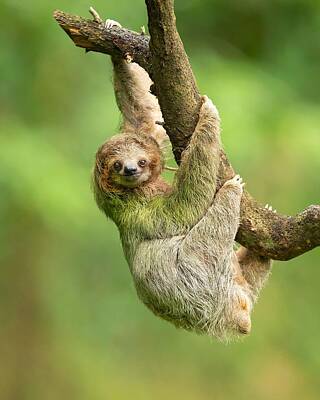 Brown-throated Three-toed Sloth Photos