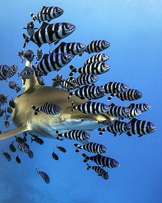 Oceanic White Tip Shark Art