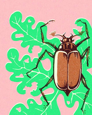 Leaf Beetle Drawings
