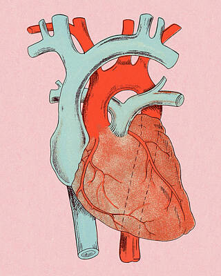 Anatomical Heart Drawings