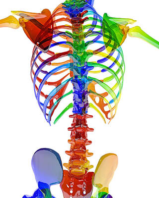 Designs Similar to Human Skeleton Color Model