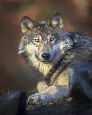 Mexican Grey Wolf Mixed Media