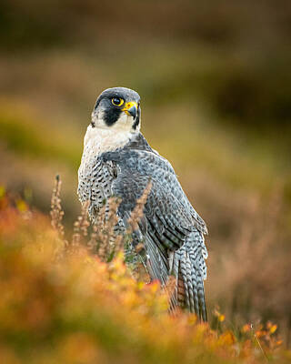 Peregrine Falcon Photos