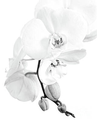 Designs Similar to Perfect black and white orchid