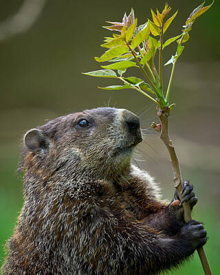 Groundhog Photos