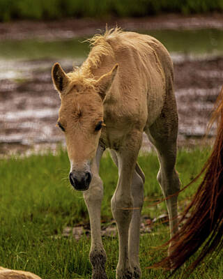  Photograph - The New Foal by Scott Thomas Images