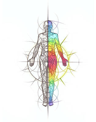  Drawing - Body Anatomy Geometry Spectrum by Nathalie Strassburg