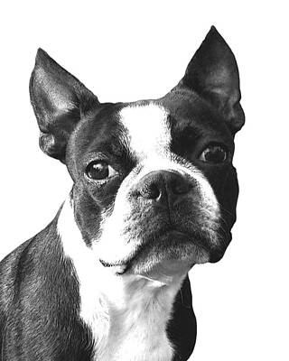 Popular Dog Breed Art Prints