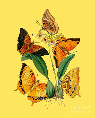 Butterfly Plants Mixed Media Art Prints