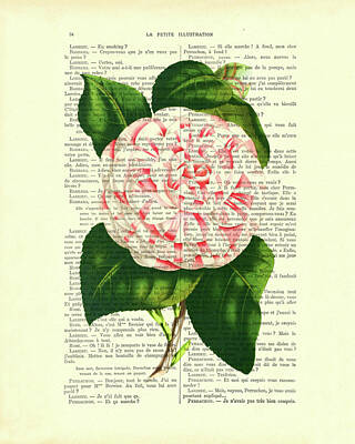 Camellia Digital Art Prints