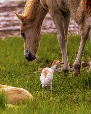  Photograph - Cattle Egret and Wild Ponies by Scott Thomas Images