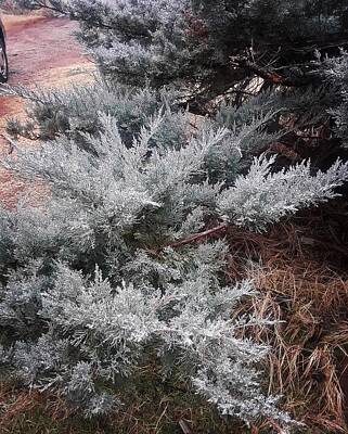Frost Photos