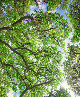  Photograph - Looking Up in the Maritime Forest by Bob Decker