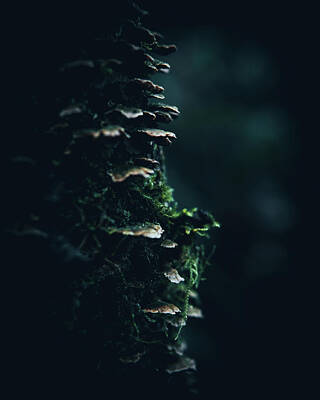  Photograph - Mossy Tree in Oregon by Lance Reis