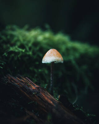  Photograph - Mushroom in the Forest by Lance Reis