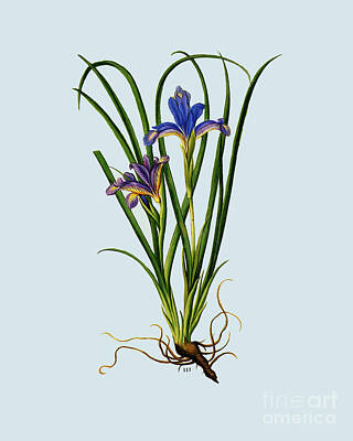 Purple Iris Drawings