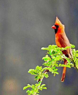  Photograph - Regal Cardinal by Kathy Ozzard Chism