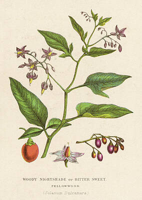 Solanum Dulcamara Drawings