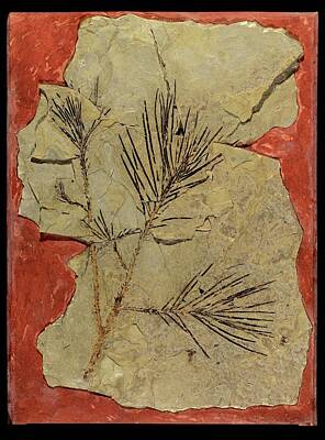 Designs Similar to Voltzia Conifer Fossil #1