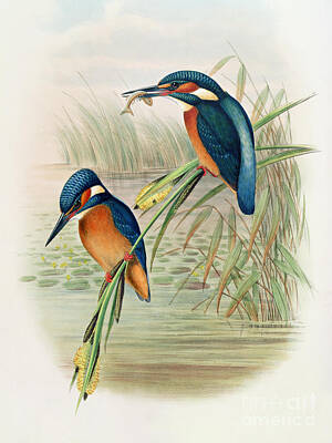 alcedo ispida plate from the birds of great britain by john gould john gould william hart