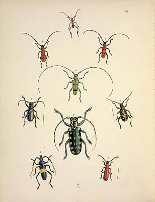 Cerambycidae Photos