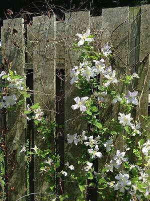  Photograph - Flowering Fence by Nancy-Fay Hecker