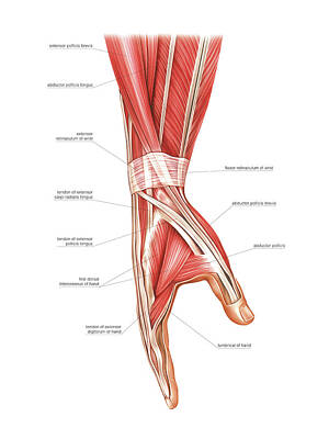 Retinaculum flexor Ankle Stability