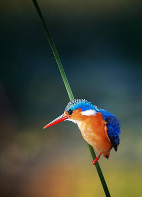 Malachite Kingfisher Art