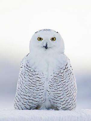 Designs Similar to NH Seacoast Snowy Owl 