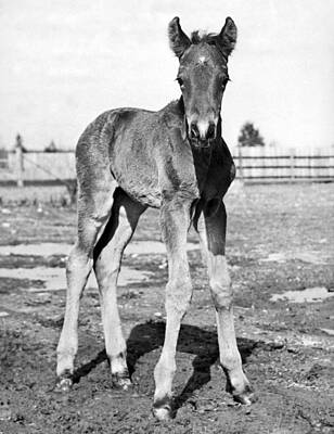 Designs Similar to Portrait Of A Foal